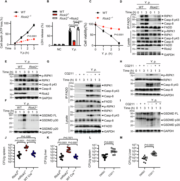RIOK2 kinase regulates the translocation of the FADD–RIPK1–Caspase-8 ...