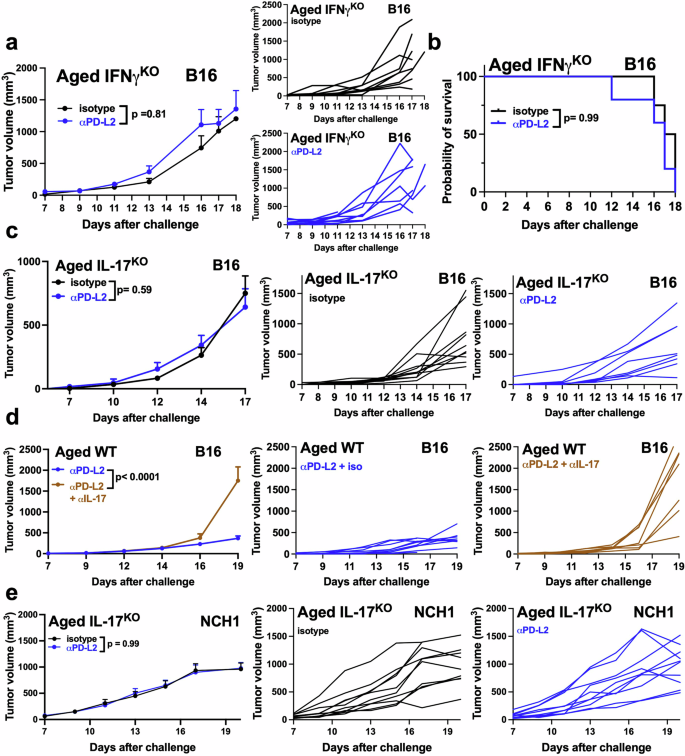 Fig. 2: αPD-L2 efficacy against melanoma in aged mice requires host IFNγ and IL-17.
