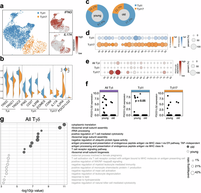 Fig. 6: Human γδ T cell dynamics in melanomas differ by host age.