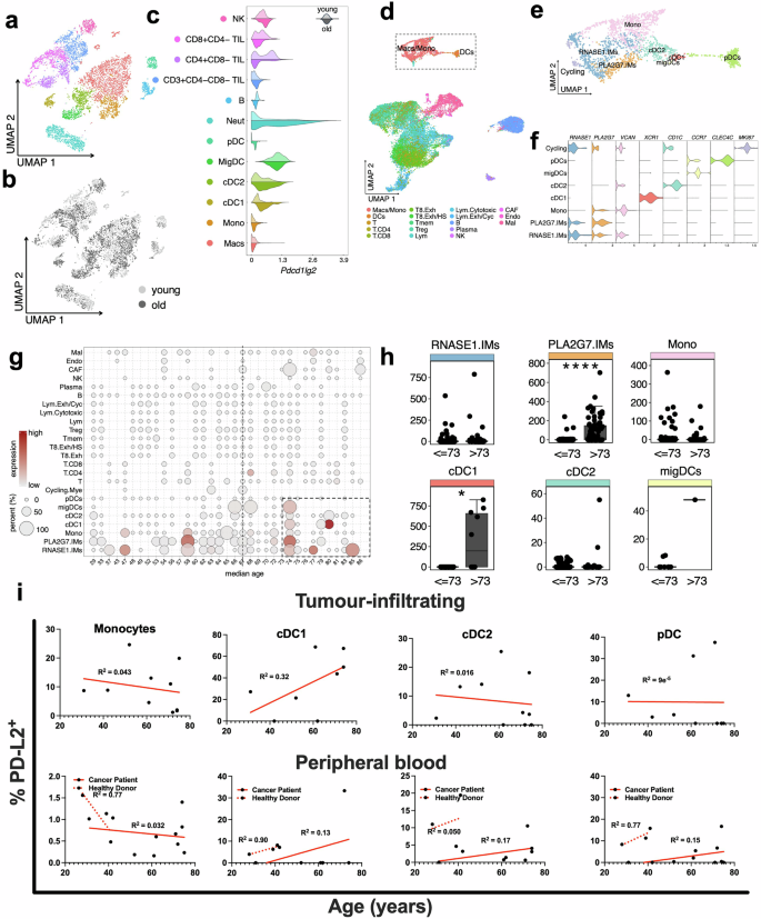 Fig. 8: PD-L2 expression correlates with host age in murine and human melanoma, including in distinct intratumoural myeloid cell subsets.