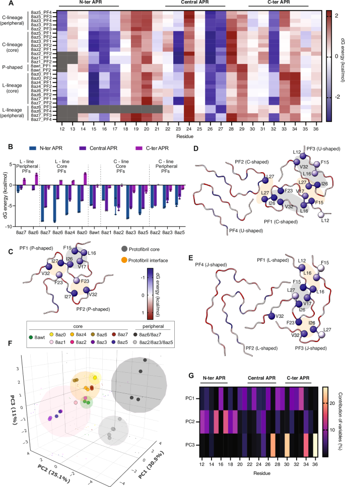 Fig. 2: Thermodynamic profiling of IAPP S20G intermediate protofilaments.