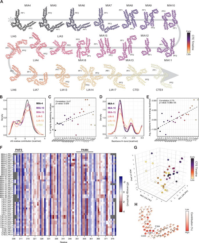 Fig. 4: Thermodynamic profiling of tau protofilaments along the CTE maturation pathway.