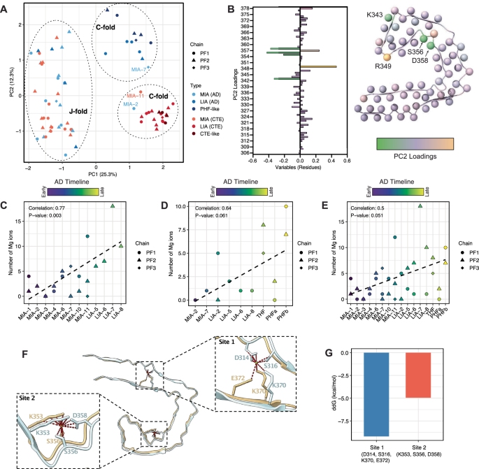 Fig. 5: Defining features of the AD and CTE maturation pathways.