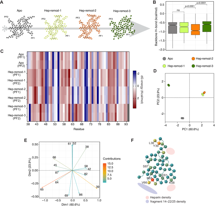 Fig. 6: Analysis of heparin-induced α-synuclein protofibril restructuring.