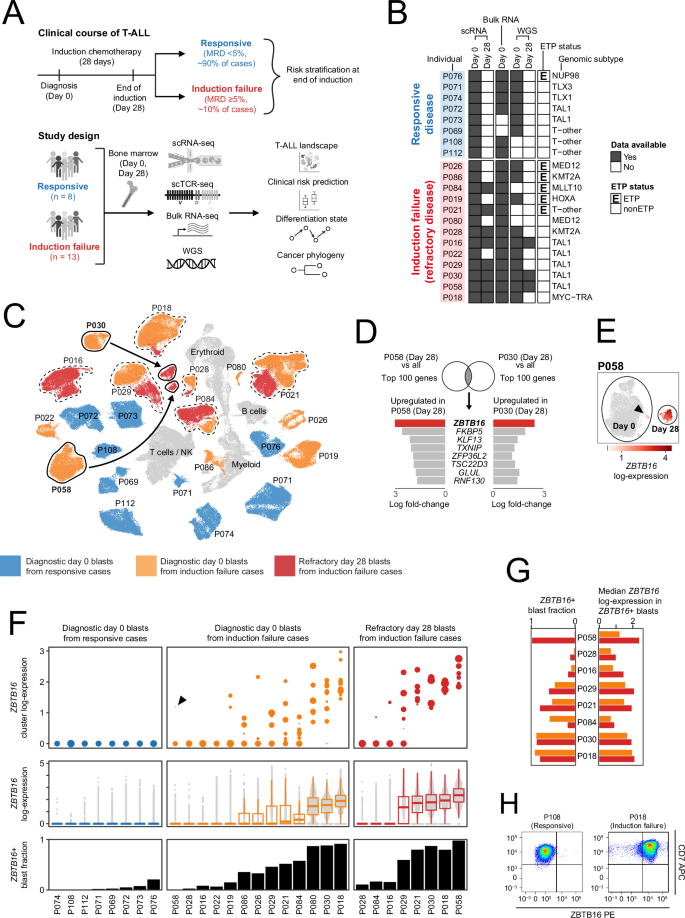 Fig. 1: ZBTB16 defines refractory blasts in T-ALL.