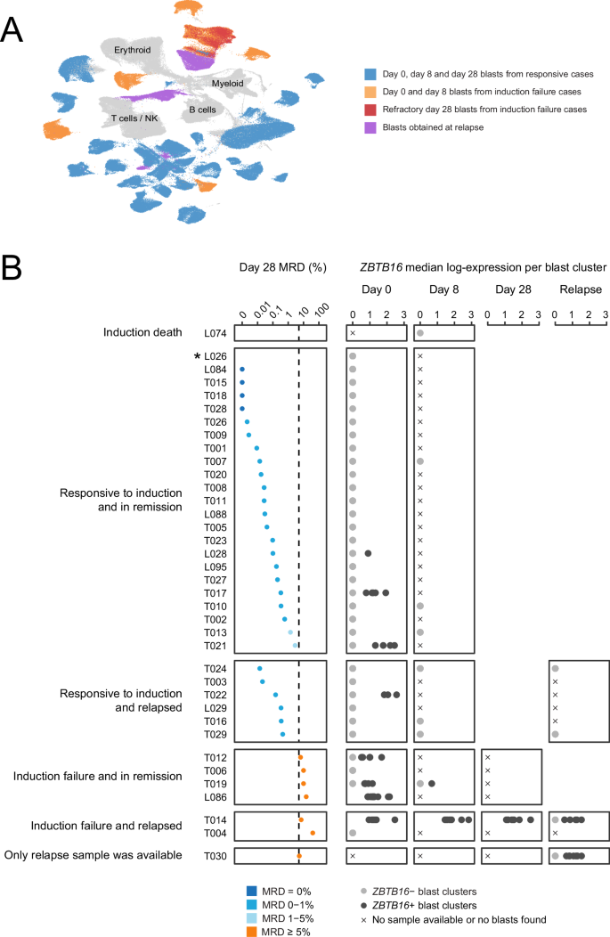 Fig. 3: ZBTB16 expression in scRNA-seq of validation cohort.