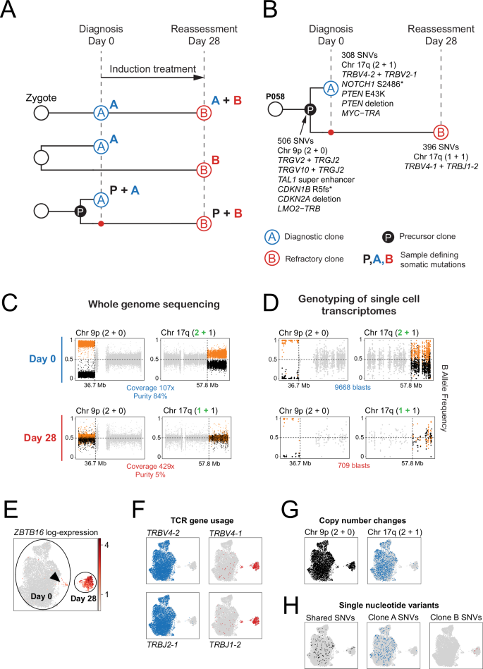 Fig. 5: Origin of ZBTB16+ blasts in patient P058 with refractory T-ALL.