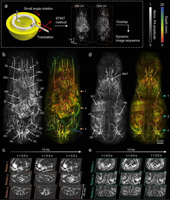 Fig. 5: Label-free visualization of whole-trunk dynamics in 3D-PanoPACT.