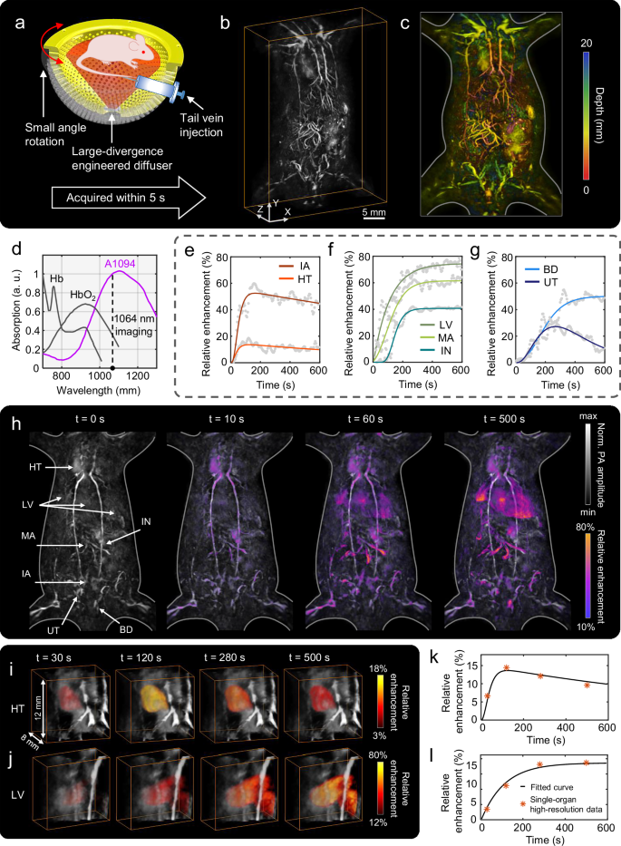 Fig. 6: High-spatiotemporal-resolution tracking of small molecules at whole-body scale using 3D-PanoPACT.
