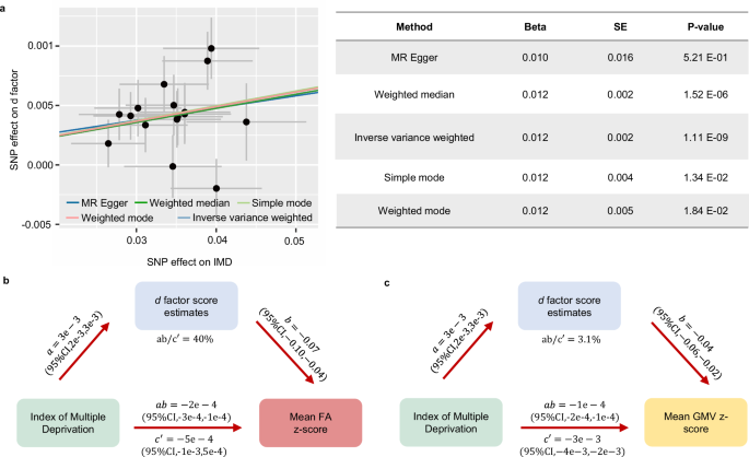 Fig. 4: Mendelian randomization analysis of index of multiple deprivation (IMD) and d factor and mediating effect of the d factor score estimates on the influence of environmental exposures on the brain structures.