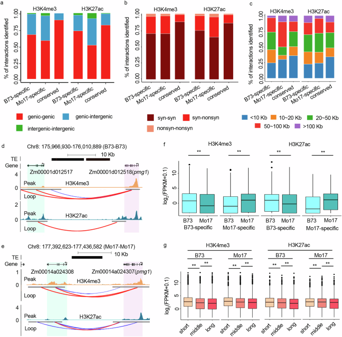 Fig. 2: Identification of differential and conserved long-range interactions in B73 and Mo17.