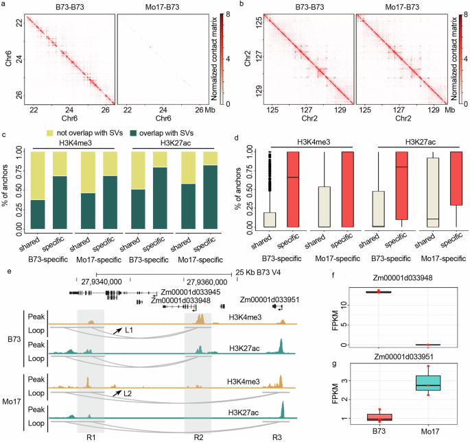 Fig. 3: Structural variation contributed to the occurrence of a subset of genotype-specific long-range interactions.