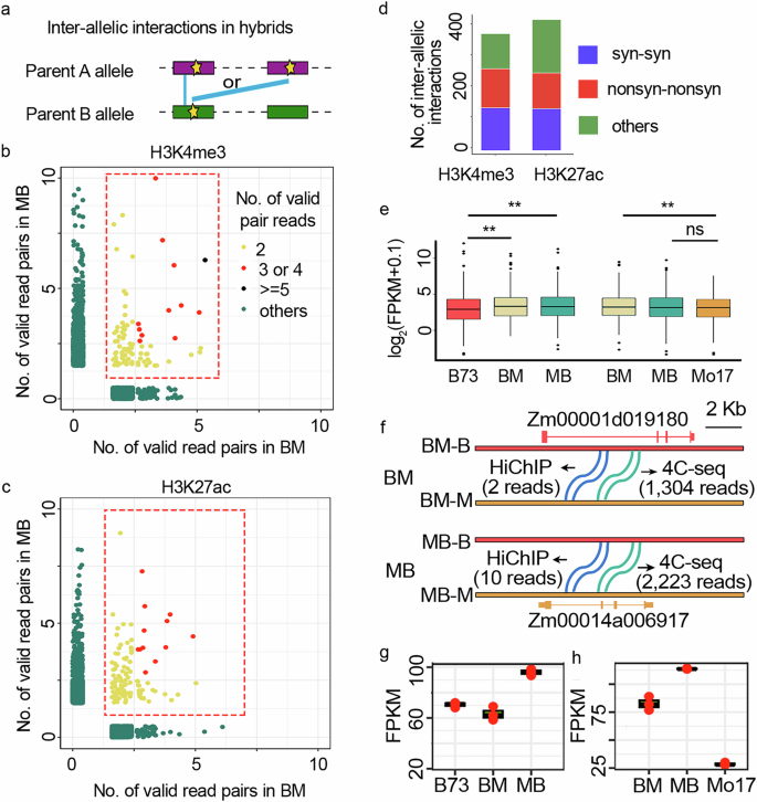 Fig. 5: Inter-allelic interactions detected in F1 hybrids.