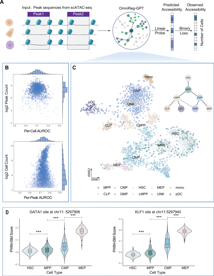 Fig. 4: Single-cell chromatin accessibility prediction based on OmniReg-GPT embeddings.