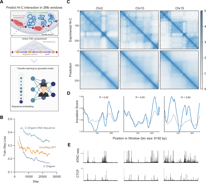 Fig. 5: 3D chromatin contact prediction tasks using OmniReg-GPT large context embeddings.