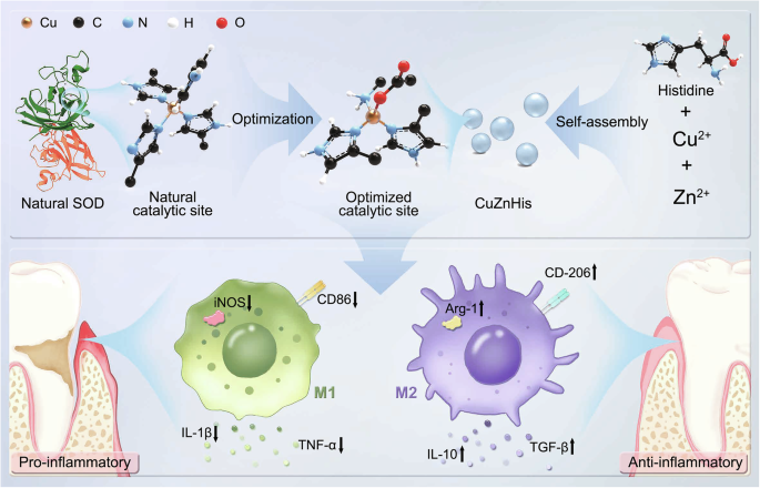 Fig. 1: Schematic illustration of the work.