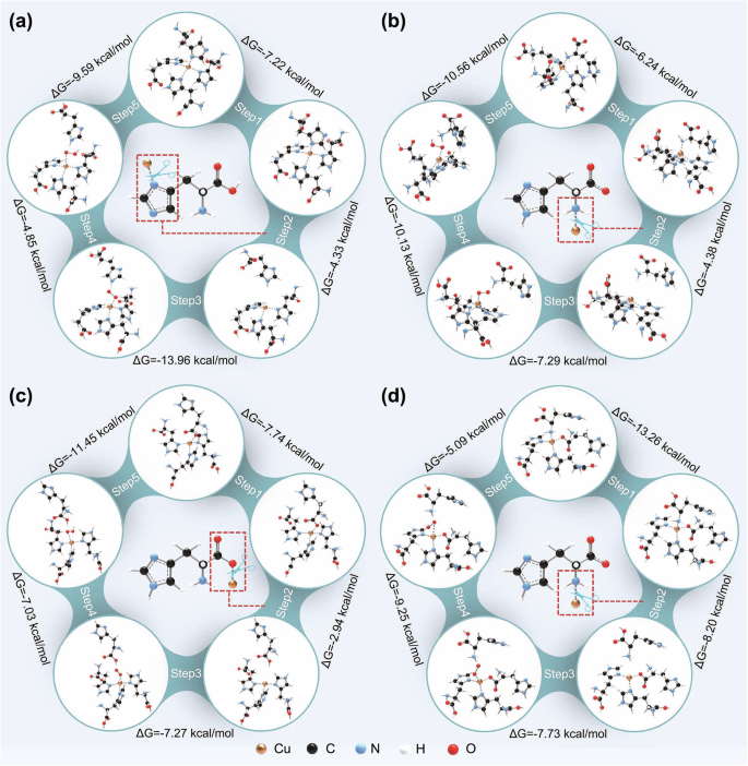 Fig. 3: Comparison of the ΔG of each step of the reaction catalyzed by Cu sites with different structures.