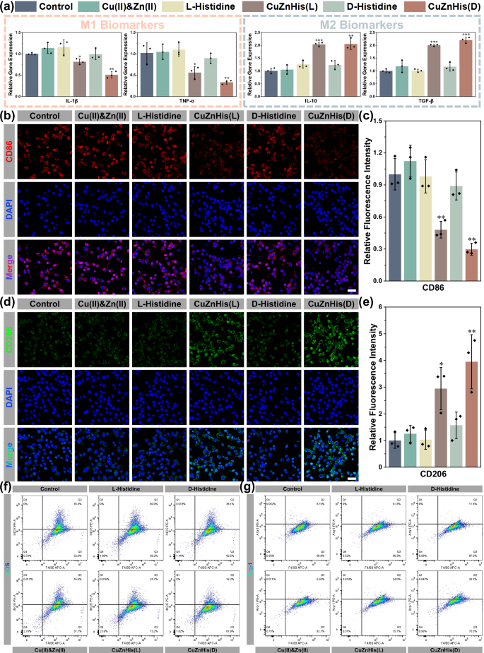 Fig. 6: Effect of CuZnHis assemblies on the expression of inflammatory factors in macrophages.