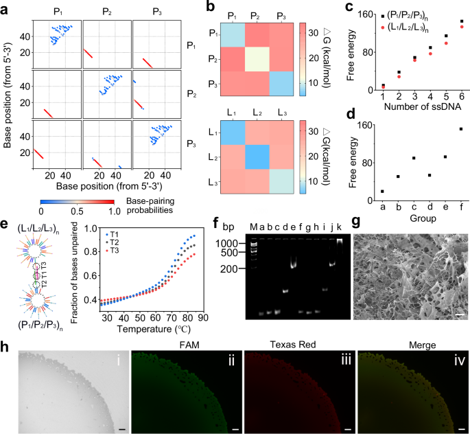 Fig. 2: Characterization of DNA hydrogel.