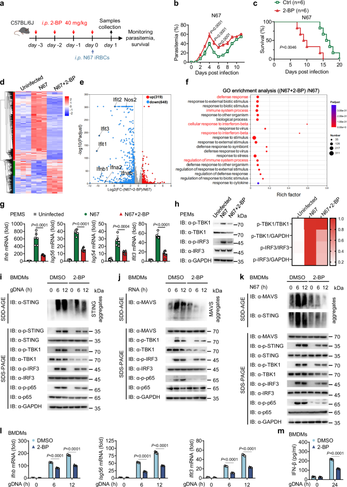 Fig. 1: Palmitoylation enhances the IFN-I immune response during malarial infection.