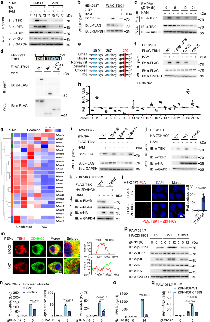 Fig. 2: ZDHHC9 mediates TBK1 palmitoylation.