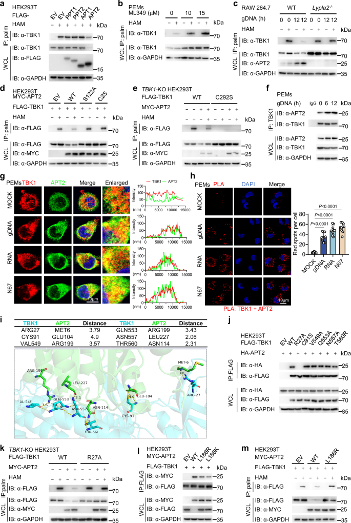 Fig. 3: APT2 mediates the depalmitoylation of TBK1 during malarial infection.