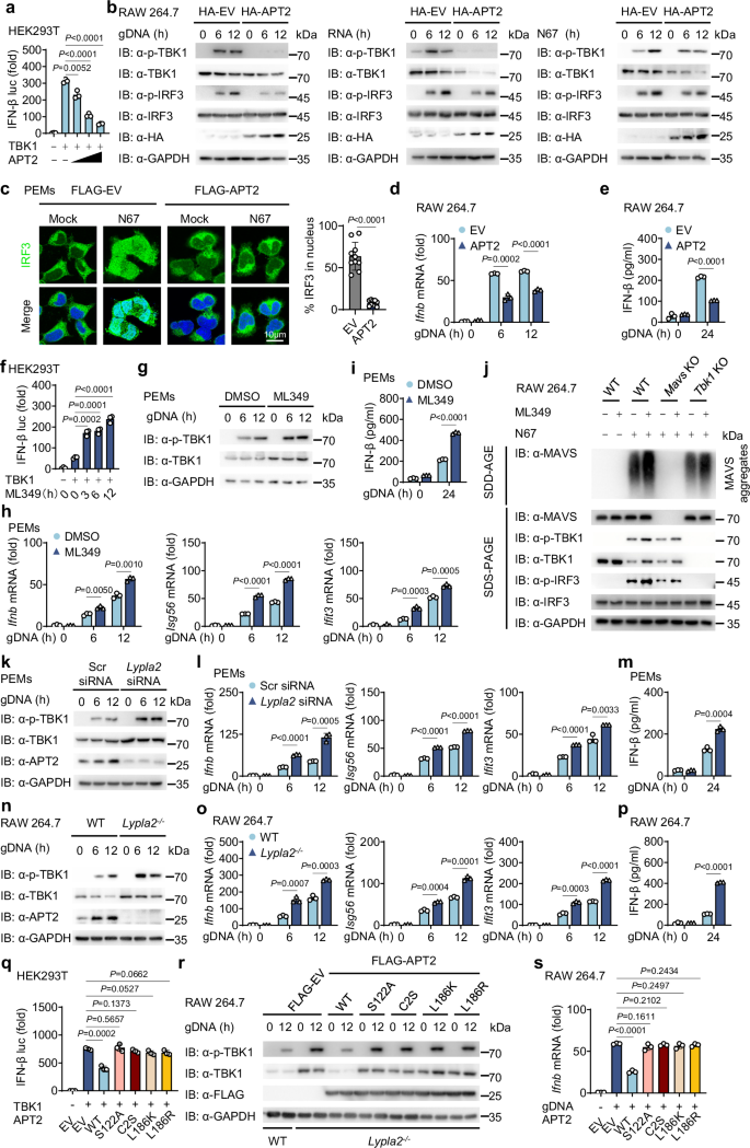 Fig. 4: APT2 inhibits TBK1-mediated IFN-I responses.