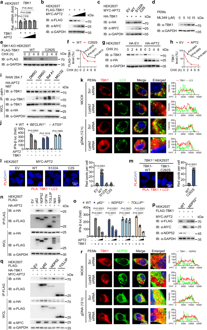 Fig. 5: APT2-mediated depalmitoylation promotes TBK1 autophagic degradation.