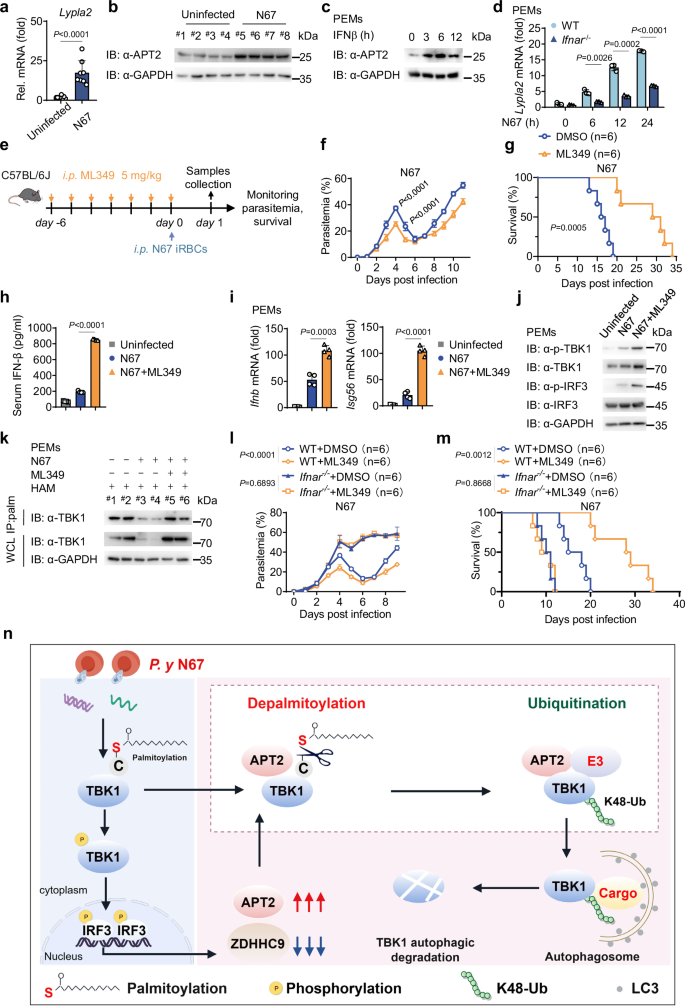 Fig. 7: ML349 enhances mice resistance to N67 infection.