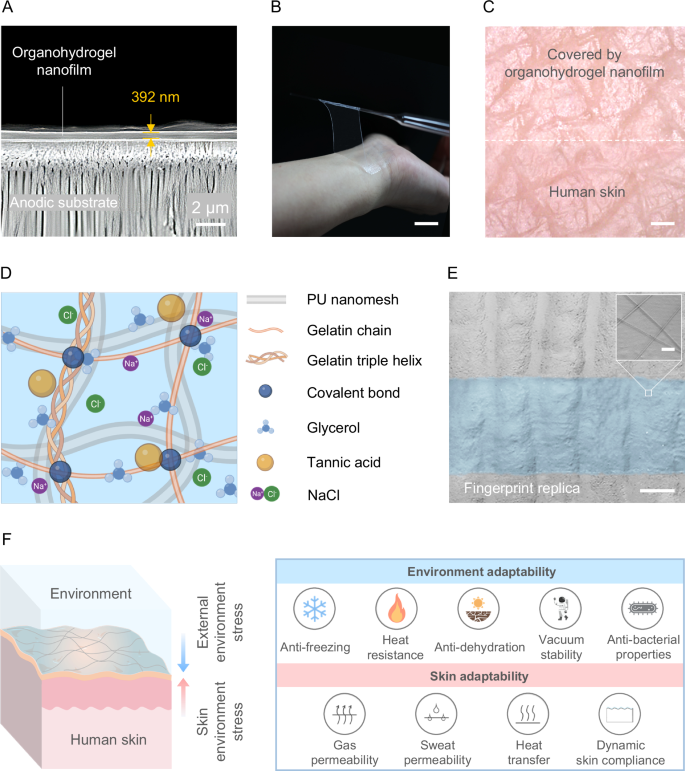 Fig. 1: A sub-400 nm-thick, adaptable organohydrogel film.