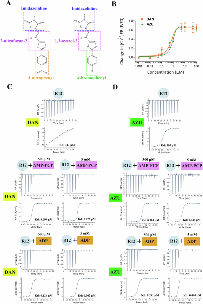 Fig. 1: DAN and AZU inhibit RyR1 through binding to the R12 domain.