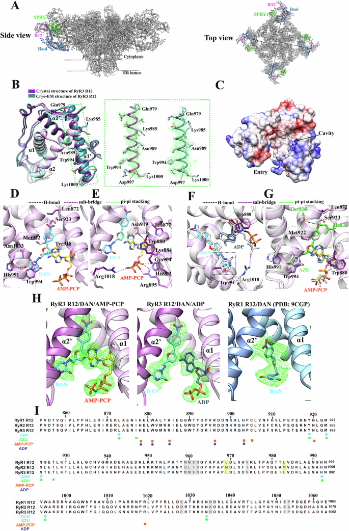 Fig. 2: Crystal structures of the R12 domain in complex with DAN and AZU.