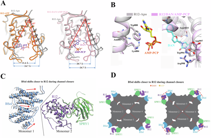 Fig. 4: Conformational changes in the R12 domain induced by ligand binding.