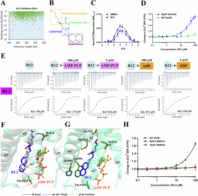 Fig. 5: Identification of potent RyR1 inhibitors targeting R12.