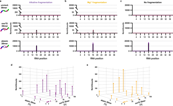 Fig. 4: Abasic Sites, not oxo⁸G, dominate aniline cleavage–dependent RNA oxidation signals.