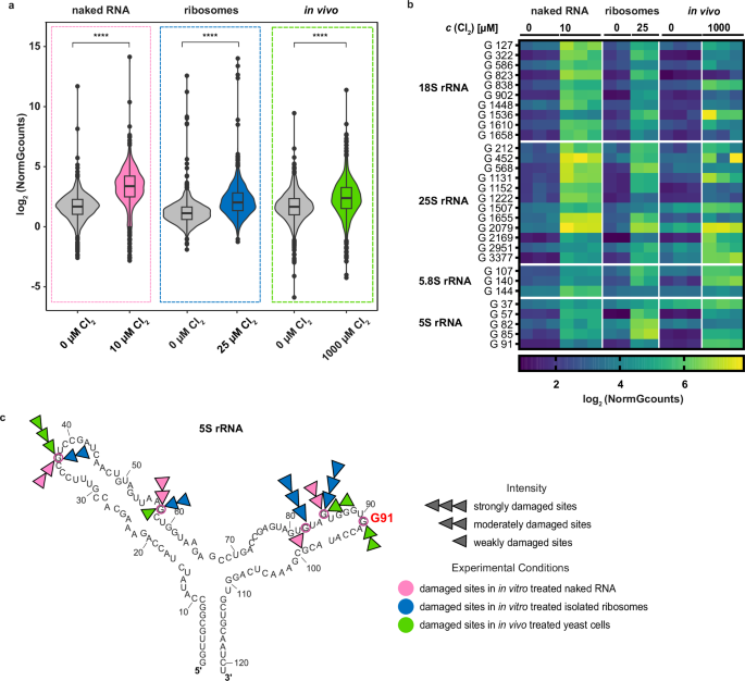 Fig. 6: Differential susceptibility of rRNA to HOCl-mediated oxidation in naked RNA, ribosomes and living yeast cells.
