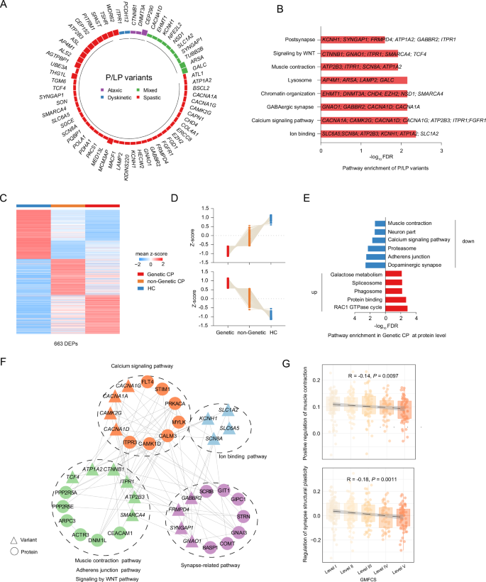 Fig. 2: Overview of P/LP variants identified in CP.