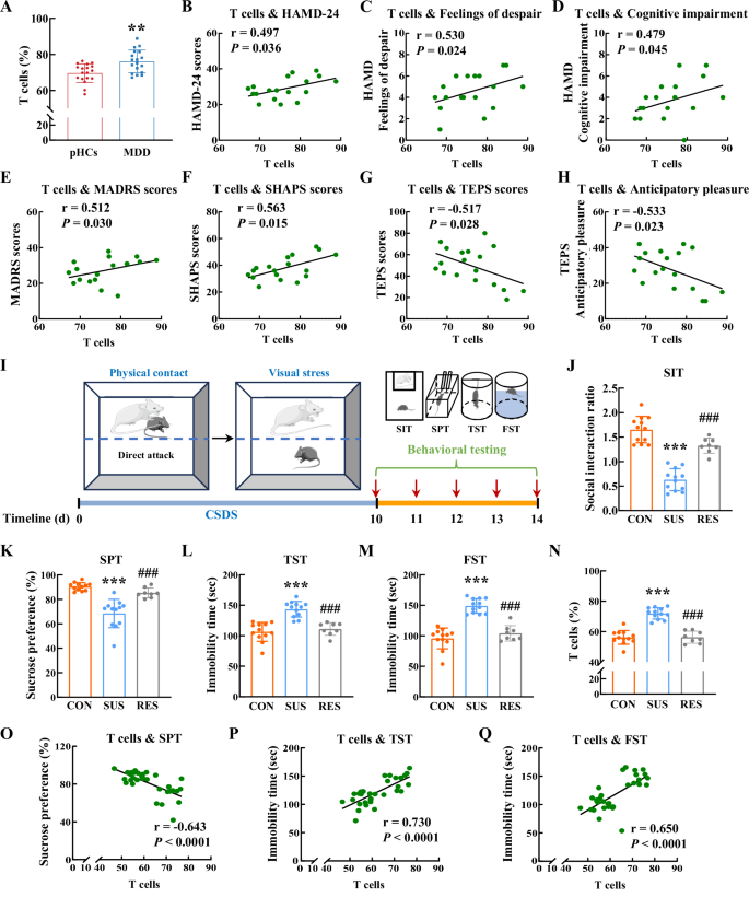 Fig. 1: Impact of chronic stress on T cells.