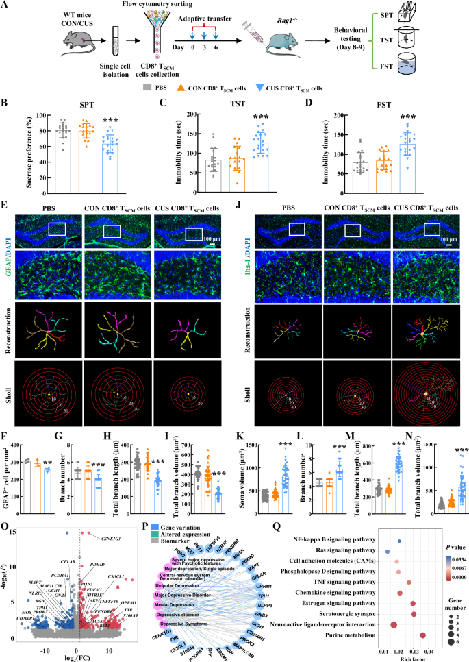 Fig. 3: Pathological CD8+ TSCM cells transmitted depressive symptoms to the host.