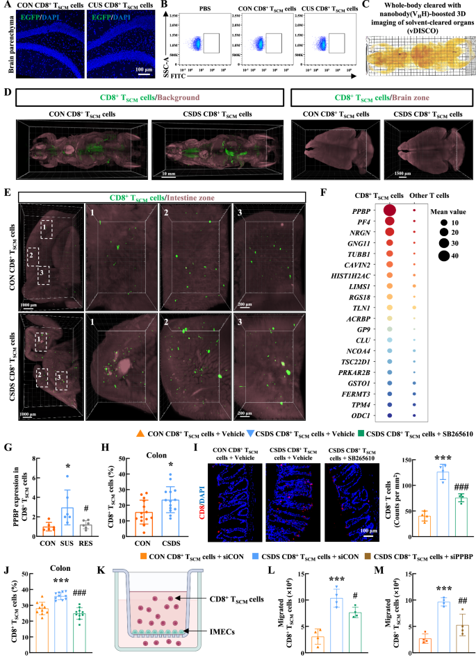 Fig. 4: PPBP-CXCR2 interaction mediated the migration of CD8+ TSCM cells to the intestine.