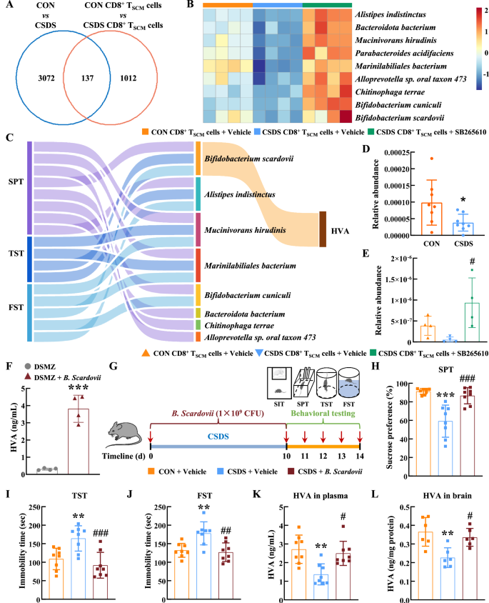 Fig. 6: Blockage of CXCR2 inhibited the decrease of tyrosine-metabolizing bacteria contributing to the recovery of HVA levels.