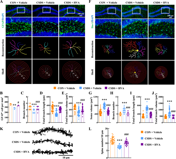 Fig. 8: HVA alleviates depression through inhibition of neuroinflammation and enhancement of neuronal plasticity.