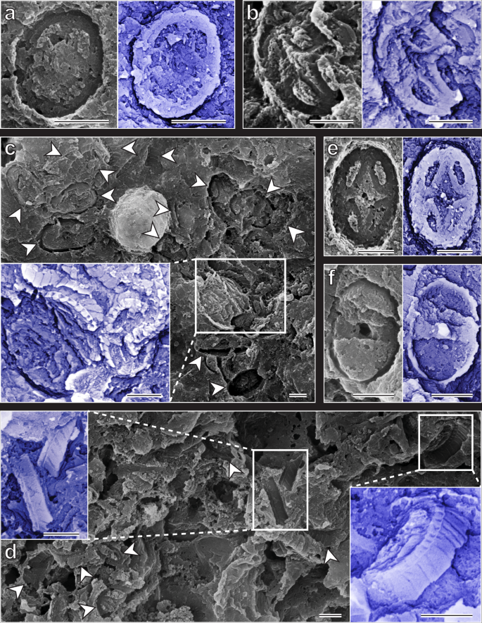 Fig. 3: Selected scanning electron microscope images of coccolithophore ‘ghost’ fossils.