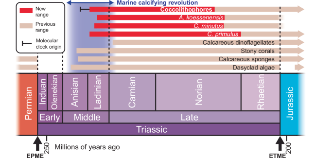 Fig. 4: Timeline of selected marine calcifying organisms.