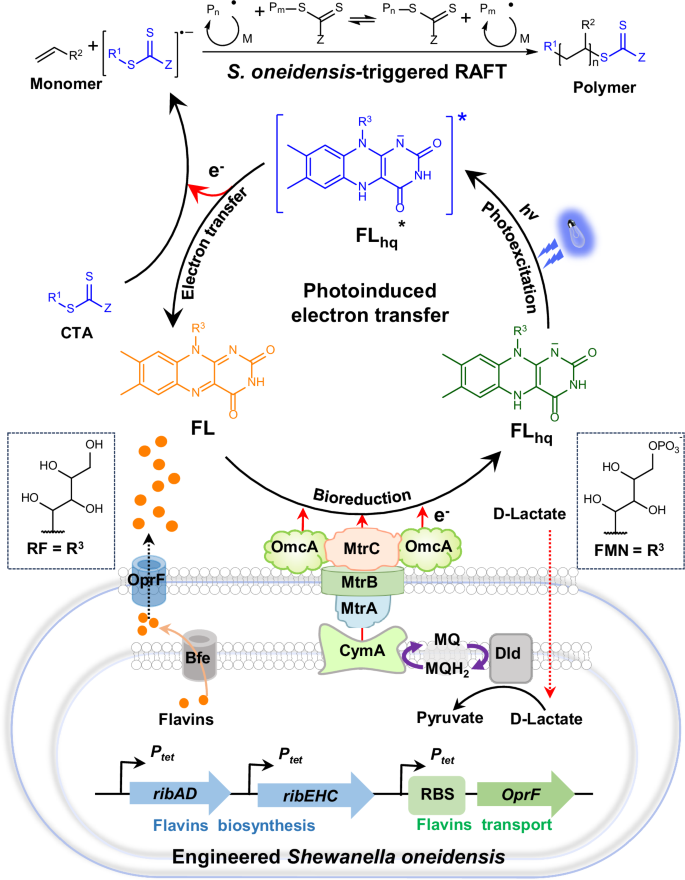 Fig. 1: Construction of the electroactive microorganism-triggered reversible addition-fragmentation chain-transfer (RAFT) polymerization system by photoexcited extracellular electron transfer of the genetically engineered Shewanella oneidensis.