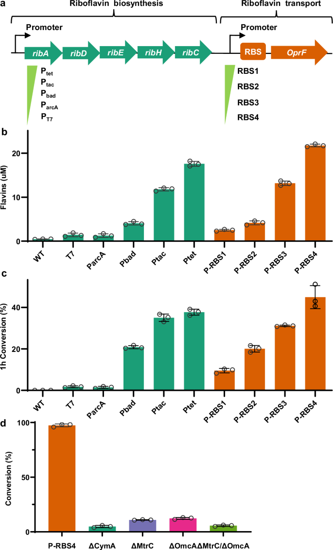 Fig. 4: Genetic engineering of S. oneidensis for the design and optimization of the de novo biosynthesis and transport of flavins, and its impact on the monomer conversion ratio of the RAFT polymerization.