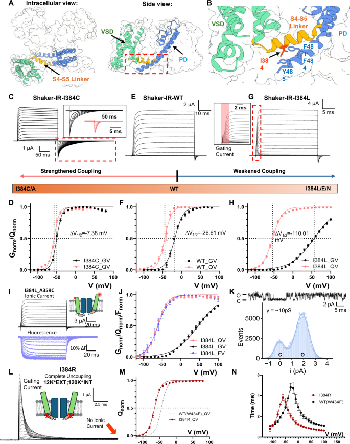 Fig. 1: I384 residue controls electromechanical coupling in the Shaker potassium channel.
