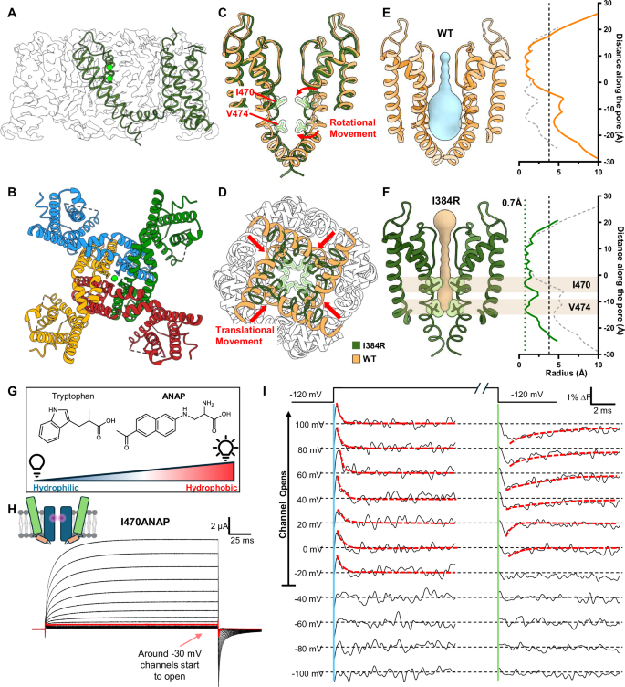 Fig. 2: Cryo-EM structure of uncoupled I384R channel, captured in a closed state.