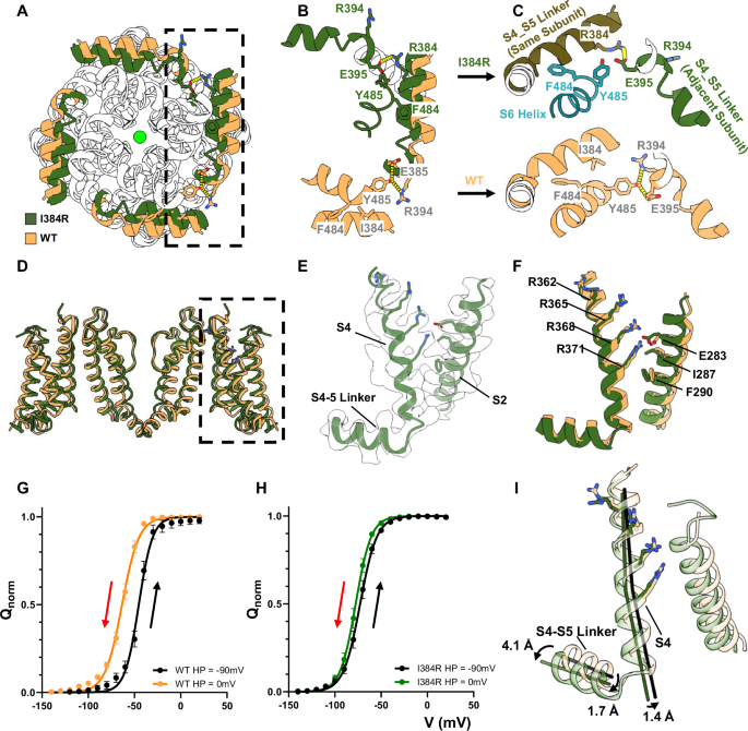 Fig. 3: A tripartite interaction pocket for electromechanical coupling and the structure of activated but not relaxed voltage sensors.