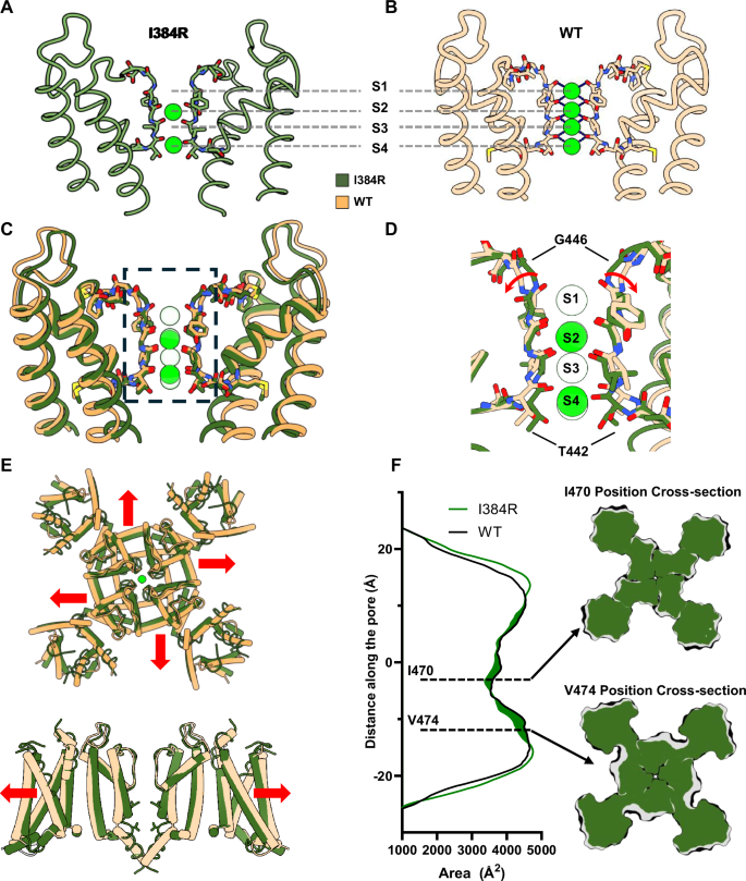 Fig. 4: Noncanonical conformation of the selectivity filter and global decrease in protein volume in the closed state.